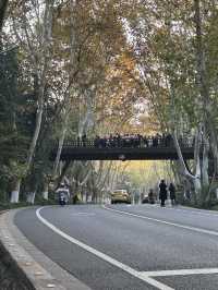 南京真的不顧人死活落羽杉比梧桐還要美