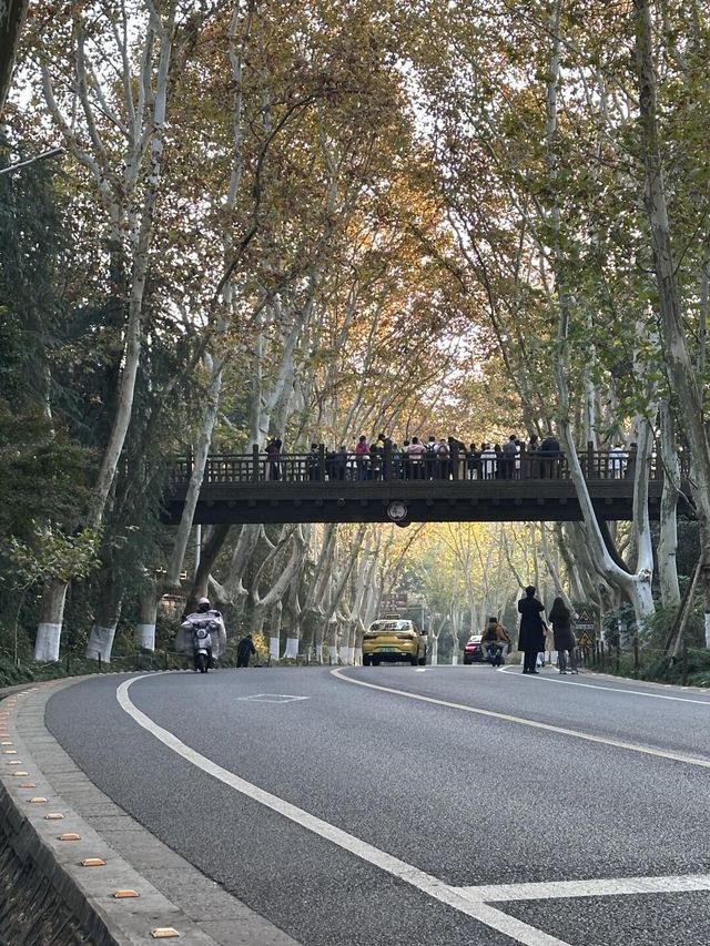 南京真的不顧人死活落羽杉比梧桐還要美