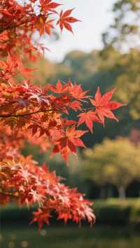 上海郊區紅葉地圖發布