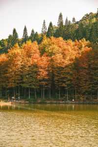 深圳追一場秋日童話