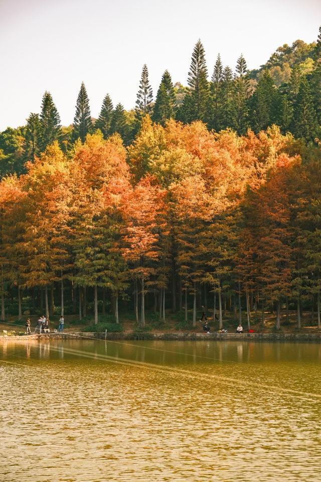 深圳追一場秋日童話