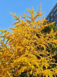 長沙日式庭院風酒店必住