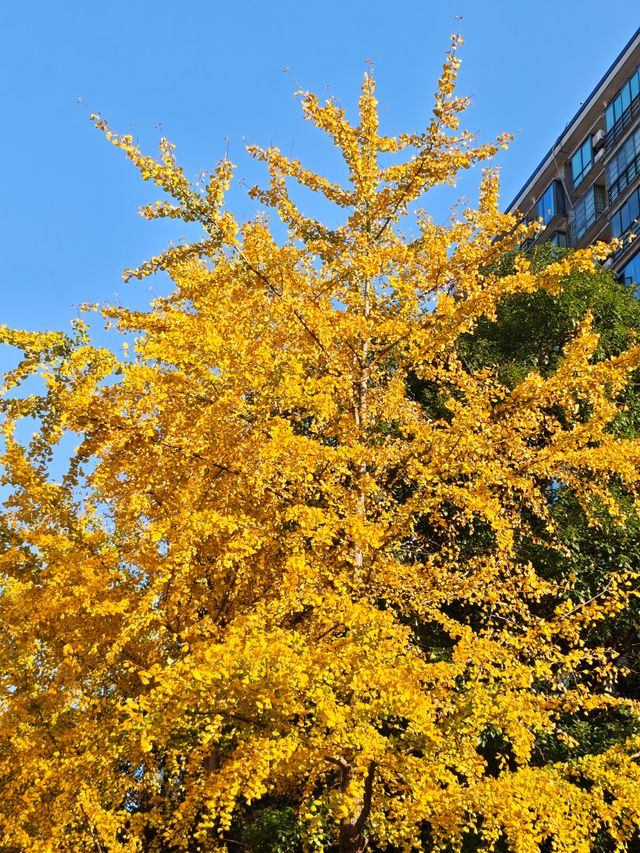 長沙日式庭院風酒店必住 長沙日式庭院風酒店必住