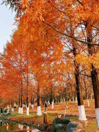 地鐵直達今年最喜歡的銀杏林出現了！封神級的金色童話世界