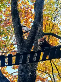 上海野生動物園30歲免費！週末遛娃聖地！