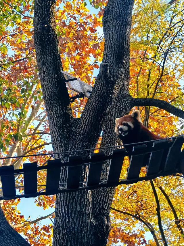 上海野生動物園30歲免費！週末遛娃聖地！