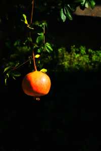 格拉納達的秘境:阿爾罕布拉宮的水與光