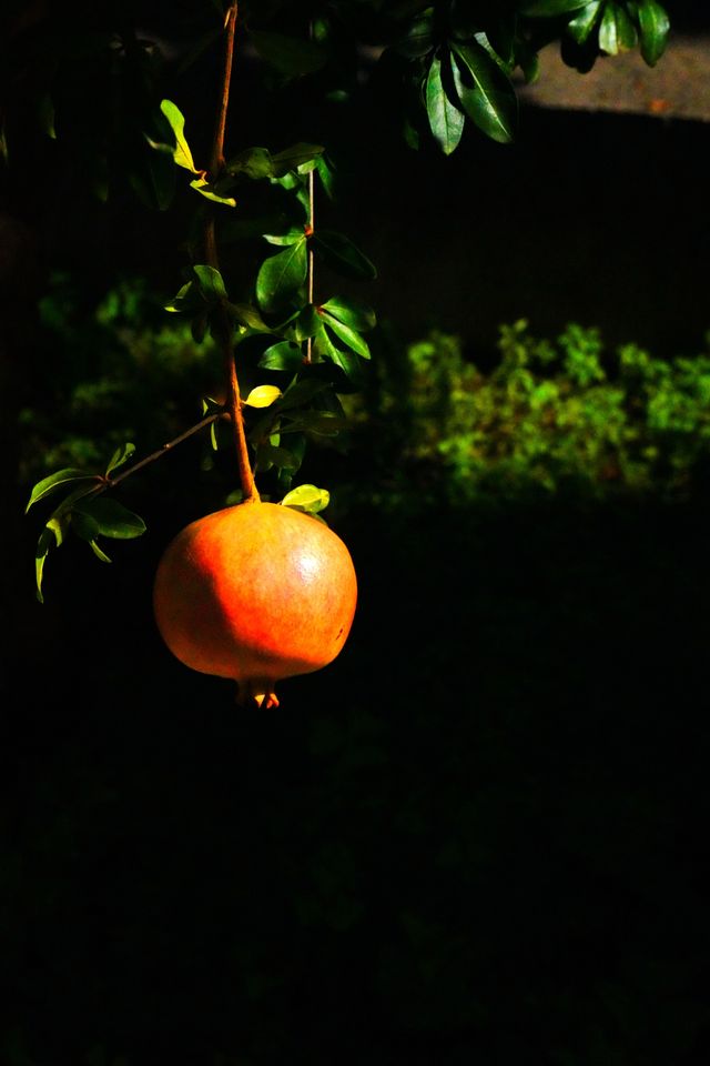 格拉納達的秘境:阿爾罕布拉宮的水與光 格拉納達的秘境:阿爾罕布拉宮的水與光