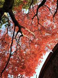 莫干山賞楓攻略不早起錯過整個秋天!