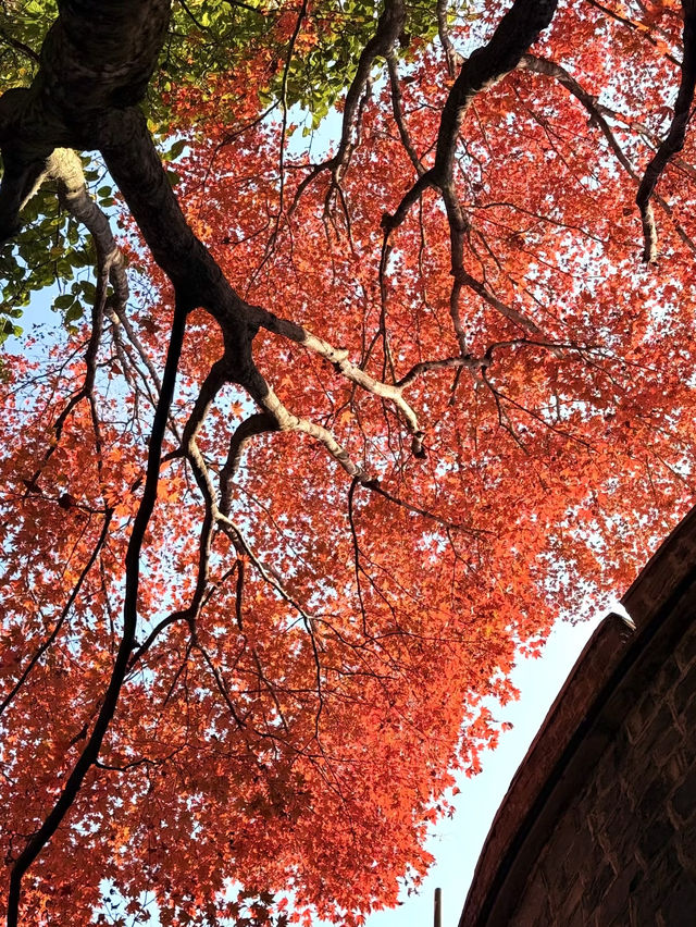 莫干山賞楓攻略不早起錯過整個秋天! 莫干山賞楓攻略不早起錯過整個秋天!