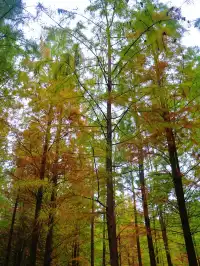 德陽東湖山水杉黃綠漸變美成莫奈畫!