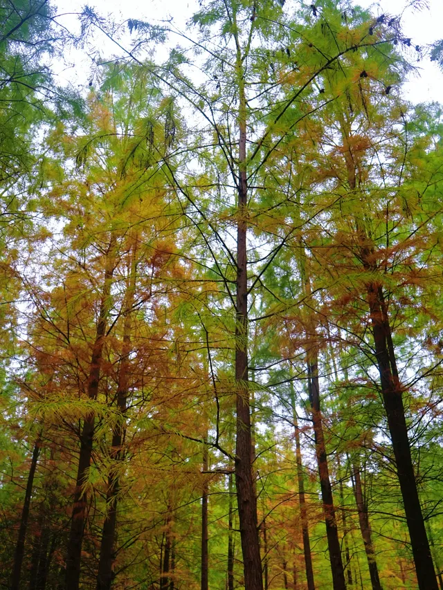 德陽東湖山水杉黃綠漸變美成莫奈畫! 德陽東湖山水杉黃綠漸變美成莫奈畫!