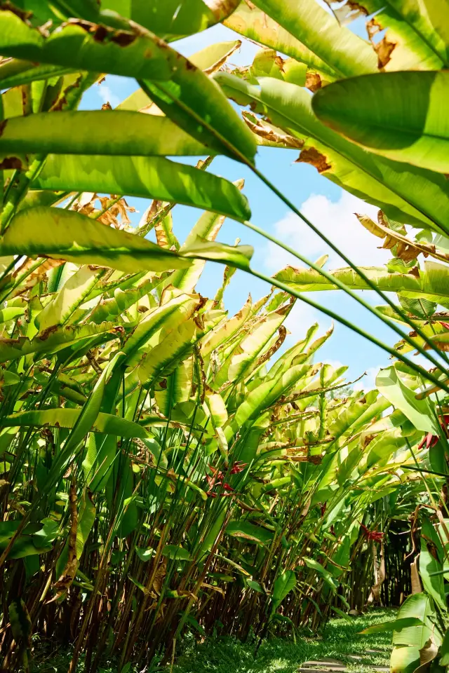 สัมผัสมุมมองของมดที่สวนพฤกษศาสตร์บานนา