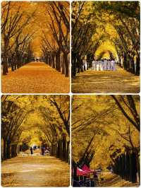 我終於理解了,為什麼這裡被稱為「中國第一銀杏村」