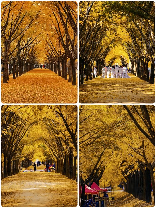 我終於理解了,為什麼這裡被稱為「中國第一銀杏村」 我終於理解了,為什麼這裡被稱為「中國第一銀杏村」