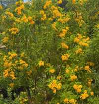 藏在深圳的「小蘇州」！讓我一秒下江南！