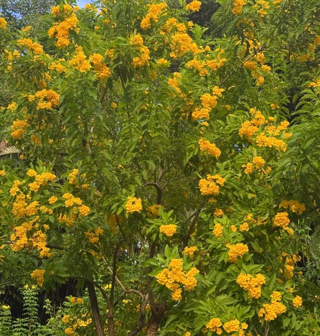 藏在深圳的「小蘇州」！讓我一秒下江南！