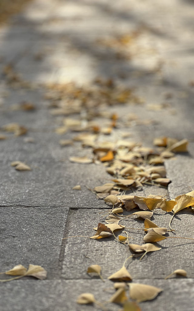 被銀杏包裹的初冬 被銀杏包裹的初冬