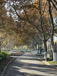 被銀杏包裹的初冬