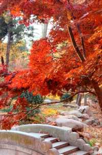 青島中山公園:闖入秋日童話世界