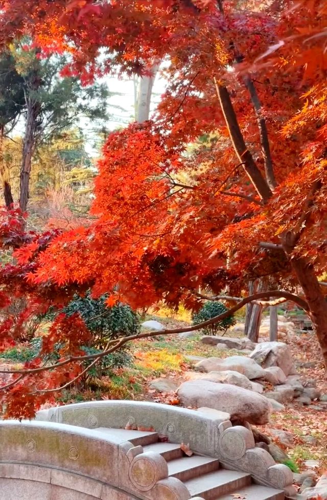 青島中山公園:闖入秋日童話世界 青島中山公園:闖入秋日童話世界