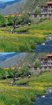 甲根壩納梯村實拍