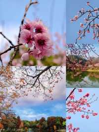 闖入莫奈的畫!南京春日頂流鬱金香花海