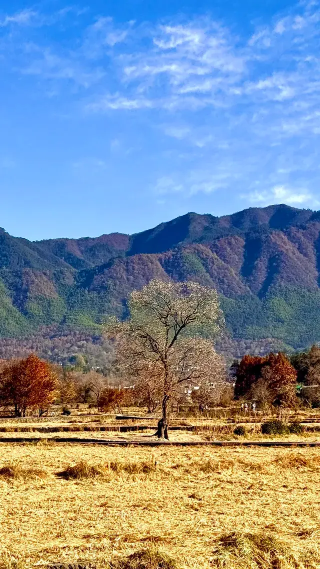 塔川宏村盧村奇墅湖秋景一日攻略 塔川宏村盧村奇墅湖秋景一日攻略