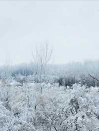 洛陽龍門石窟冬雪攻略雪中佛龕一眼越千年
