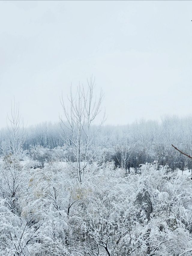 洛陽龍門石窟冬雪攻略雪中佛龕一眼越千年 洛陽龍門石窟冬雪攻略雪中佛龕一眼越千年