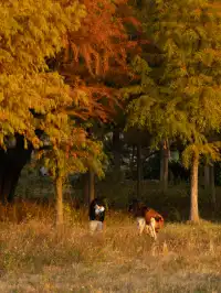泉州海絲公園|秋天的落羽杉和蘆葦蕩