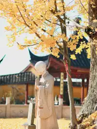 都給我衝，上海賞秋怎能少了這顆千年古銀杏