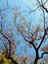 南京兩日遊攻略，只要49.9拒絕暴走斷腿！