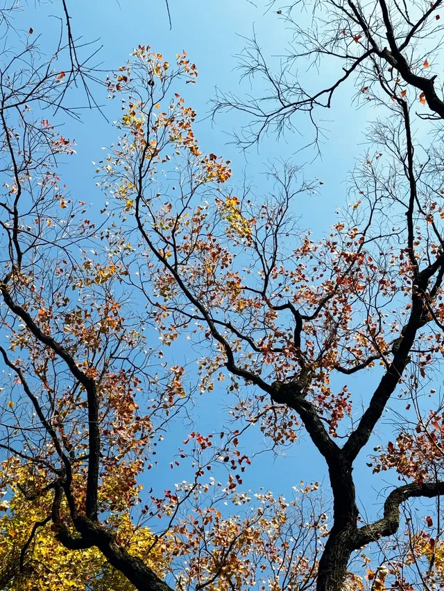 南京兩日遊攻略，只要49.9拒絕暴走斷腿！