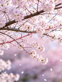 貴州平壩萬畝櫻花園絕美打卡地