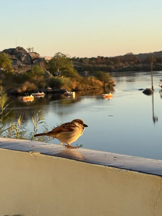 阿斯旺流水帳 阿斯旺流水帳