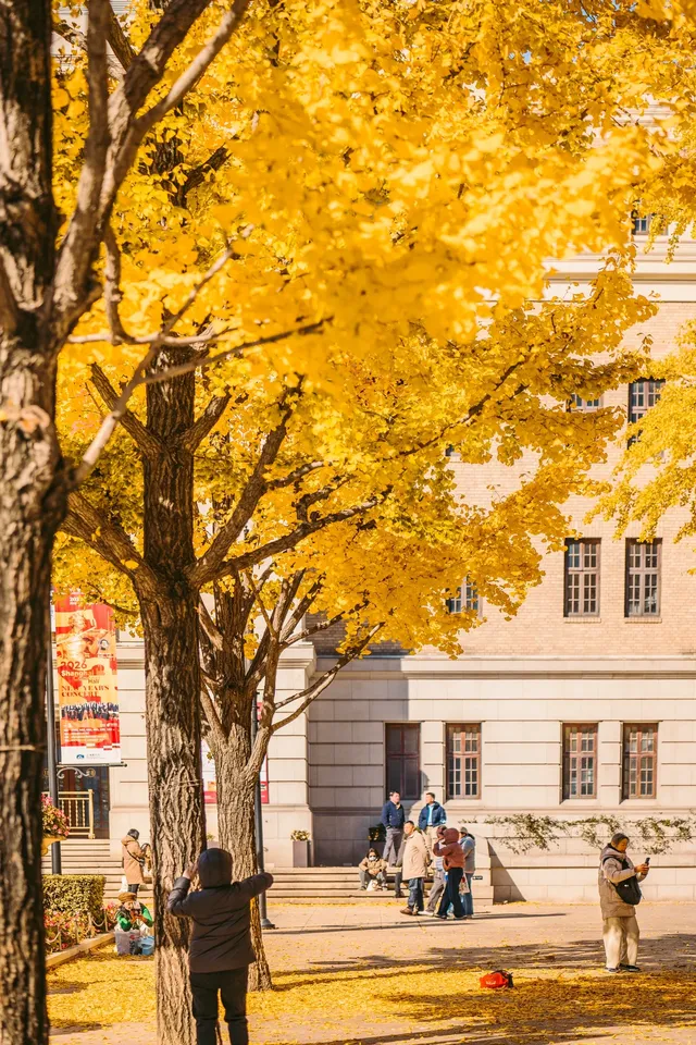 就在中環內|一個週末賞遍上海的銀杏之海
