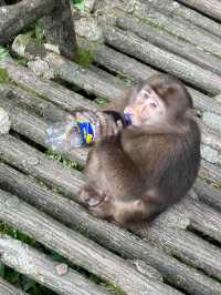 峨眉山“猴哥”相處指南