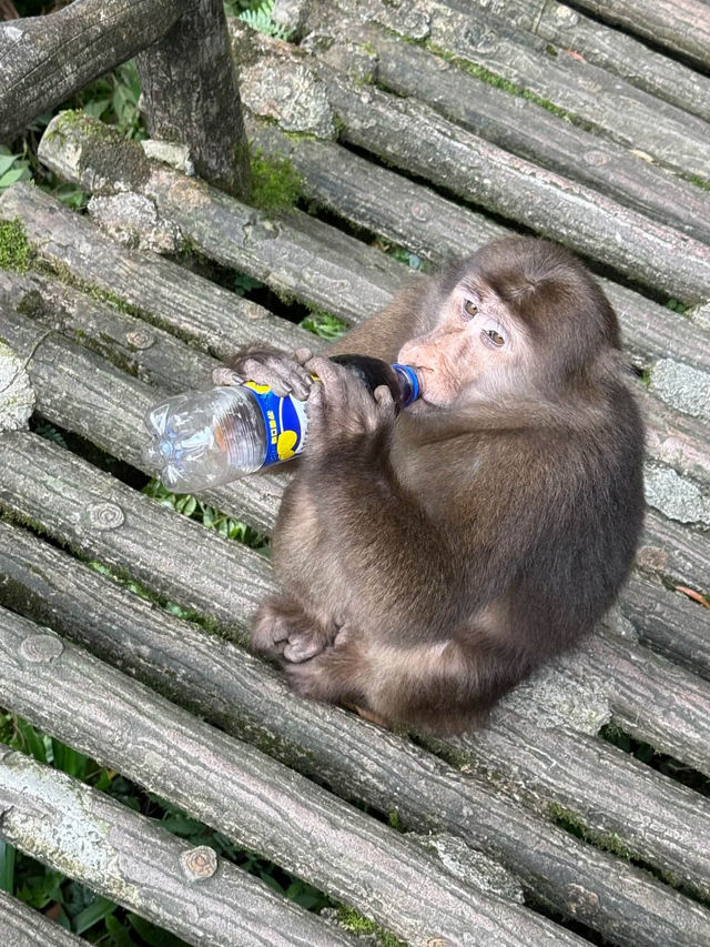 峨眉山“猴哥”相處指南