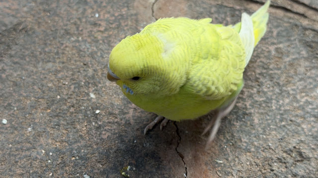 廈門冬暖｜靈玲動物園裡藏著雙倍浪漫