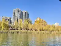 西安興慶宮｜在皇家園林裡接住最後一捧銀杏