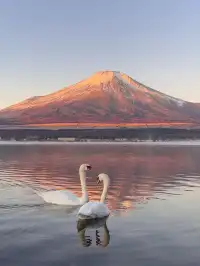 12.7實況live早起會被富士山獎勵粉色日出