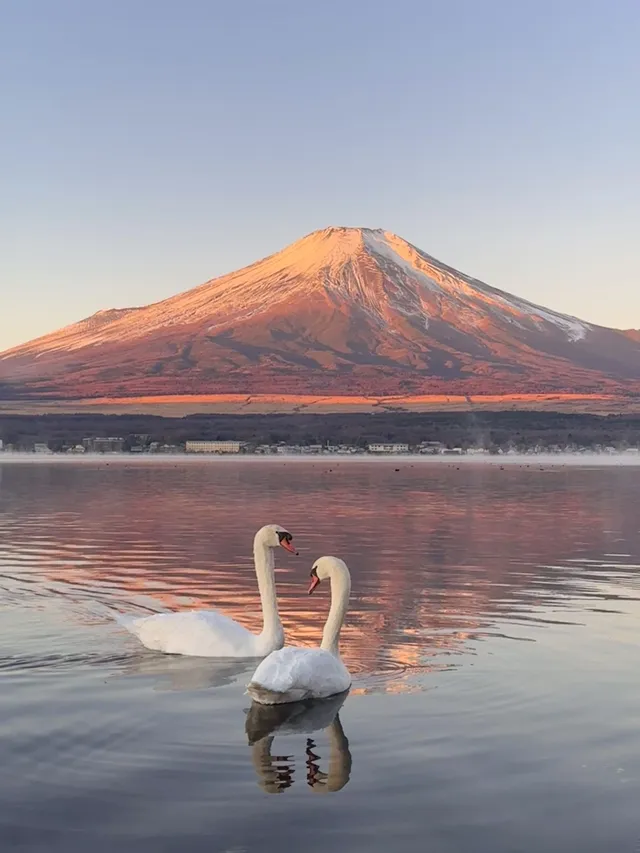 12.7實況live早起會被富士山獎勵粉色日出 12.7實況live早起會被富士山獎勵粉色日出
