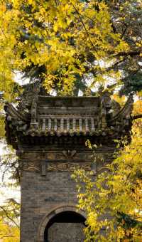 銀杏與古建邂逅