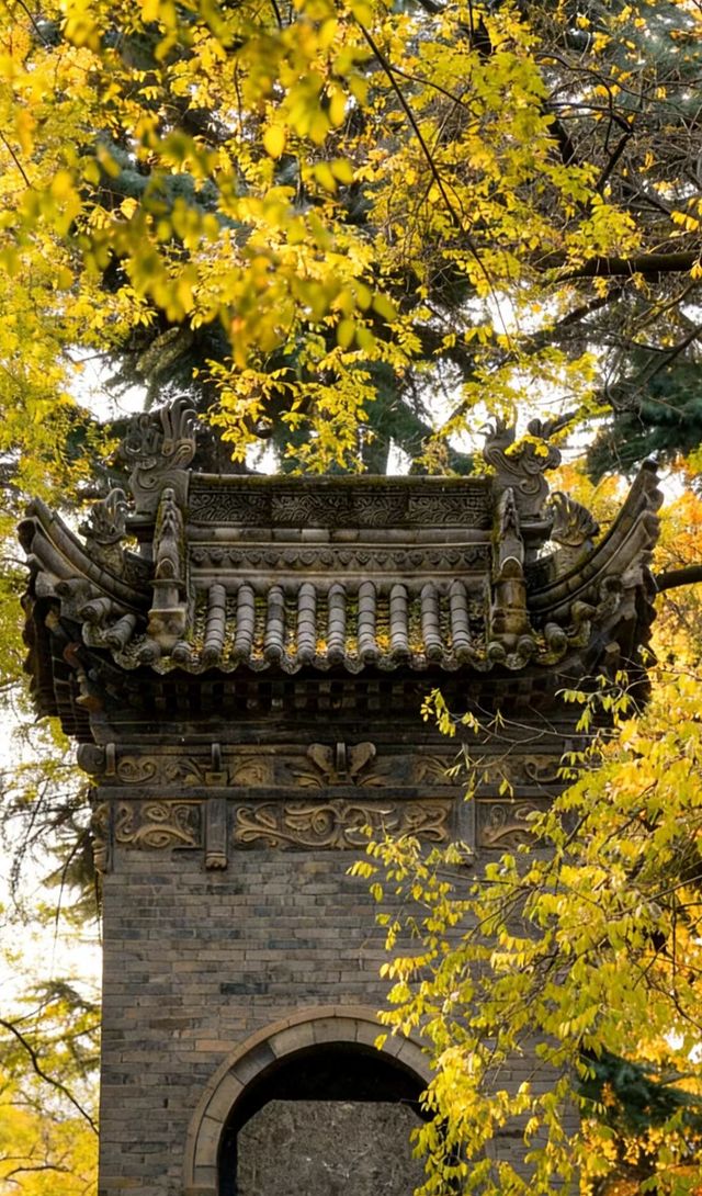 銀杏與古建邂逅 銀杏與古建邂逅