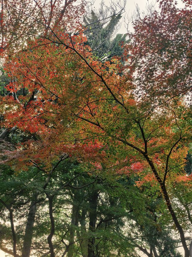 葉園秋深 | 一庭朱色染畫簷 葉園秋深 | 一庭朱色染畫簷