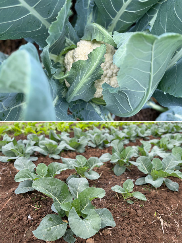 閩南田園一日:觸摸舊時光,品嚐新鮮味 閩南田園一日:觸摸舊時光,品嚐新鮮味