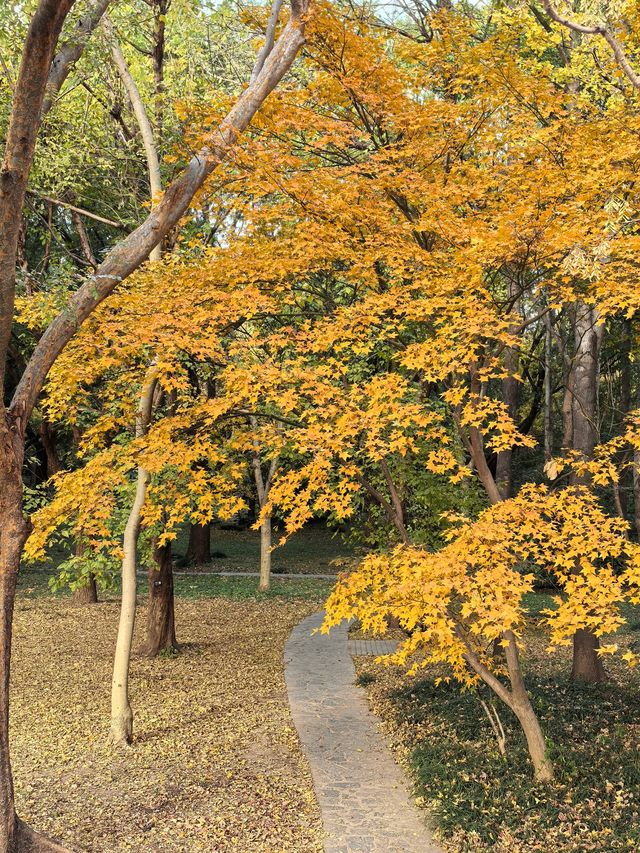 秋天的共青森林公園彷彿是一幅油畫 秋天的共青森林公園彷彿是一幅油畫