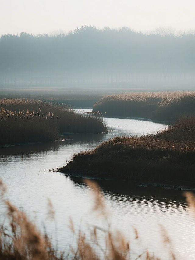 上海最近的「海上日出」!崇明東灘騎行觀鳥全攻略 上海最近的「海上日出」!崇明東灘騎行觀鳥全攻略