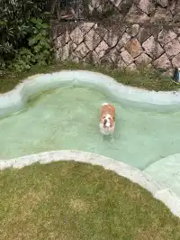 在莫干山見到了頂級的寵物友好